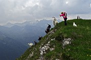 65 Cima di Monte Vetro (2054 m) con capre orobiche